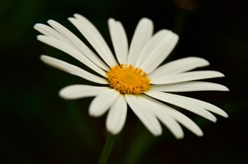 Obraz premium Isolated white daisy flower macro photo on the dark background