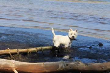 Westie playing