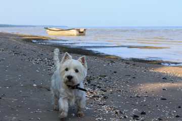 Westie playing