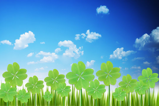 Clover field or shamrock with green grass under the blue sky