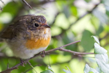 Close up shot of a robin redbreast stitting on a branch. Shot in Norway, Europe.