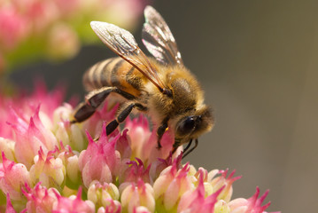 Macro shot from garden of bee on pink flower. out of focus background.