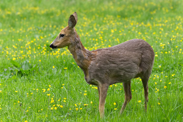 Venison walking around in the grass and eating. Shot during spring when vension is changing from winter to summer furl.
