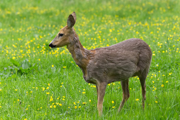 Venison walking around in the grass and eating. Shot during spring when vension is changing from winter to summer furl.