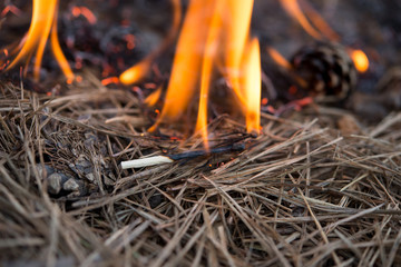 Forest Fire , the scorched earth, ecology