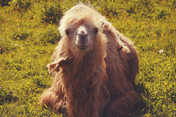 Camel on green grass, summer  