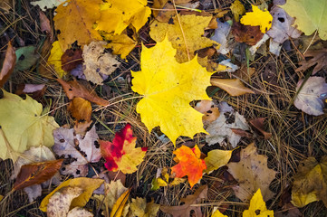 Maple leafs in the autumn park
