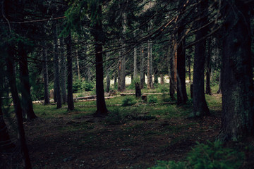 Forest of pine in the mountains