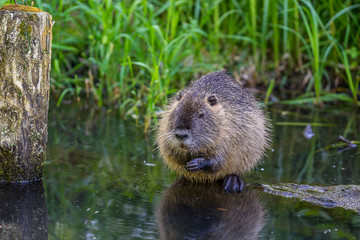 Cute nutria sitting at a river