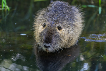 Cute nutria sitting at a river