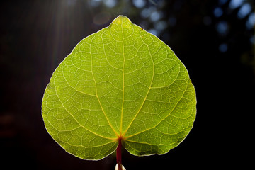 Kawa leaf in Backlight