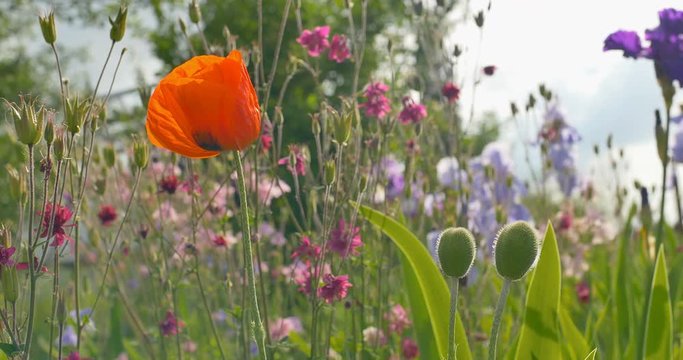 Poppy and other flowers grows in a garden