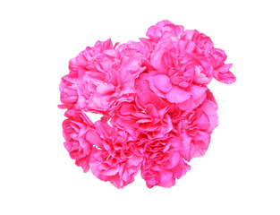 カーネーション