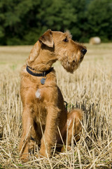 Irish Terrier