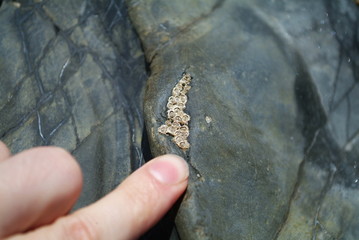 Coastal fauna (Wales)