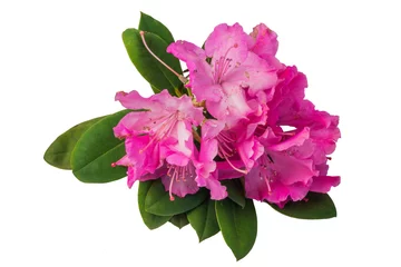 Crédence de cuisine en verre imprimé Azalée Rhododendron pink flowers isolated.
