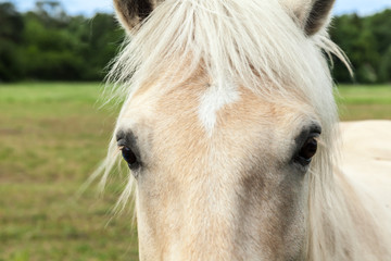 Der treue Blick eines Pferdes