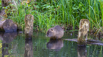 Cute nutria sitting at a river