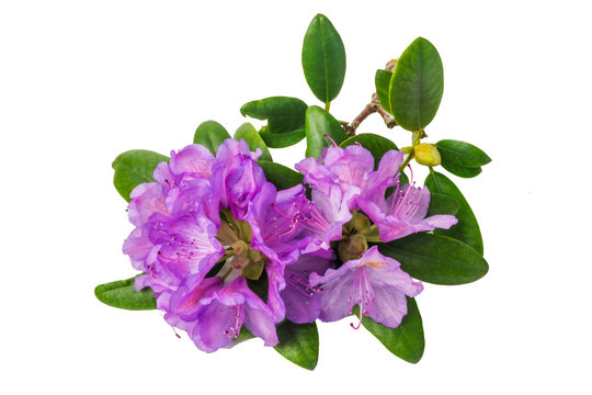 Fototapeta Rhododendron purple flowers isolated.