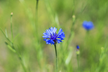 Wild beautiful blue wildflowers cornflowers in the green meadow, floral nature summer background