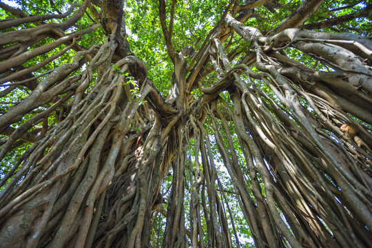 sacred tree in the jungle. India. Goa