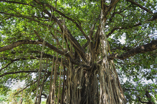 sacred tree in the jungle. India. Goa