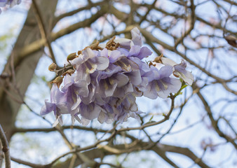 Paulownia tomentosa. Princess Tree. Purple flower with black speckles.