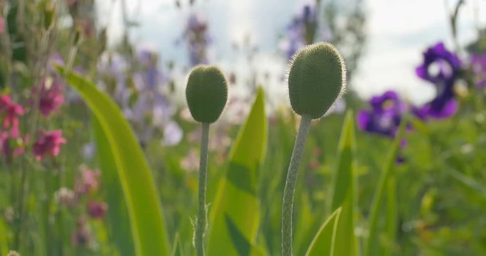 Poppy and other flowers grows in a garden