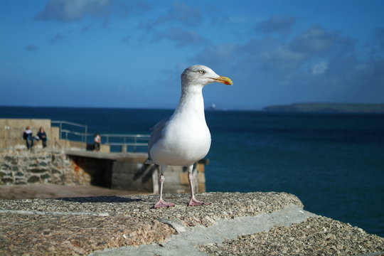 St Ives young seagull