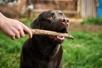 Dog labrador, brown labrador, dog on the street
