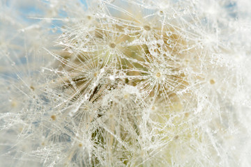 Drops of dew on a dandelion