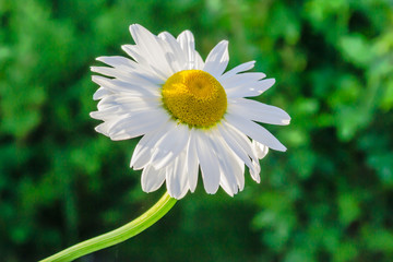 Fototapeta premium Oxeye daisy flower bloom in the garden.
