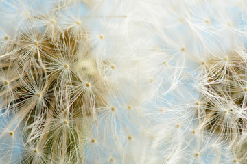 Two dandelions on blue background