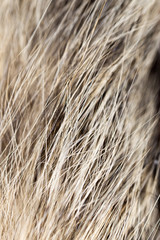 Hair on the cat as a background