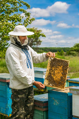 Beekeepers at hive with honeycomb on summer, sunny day