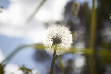Dandelion in Sunlight