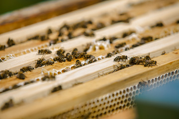 Close up view of the working bees on honey cells. Working bees on honeycomb. Bees on honeycombs