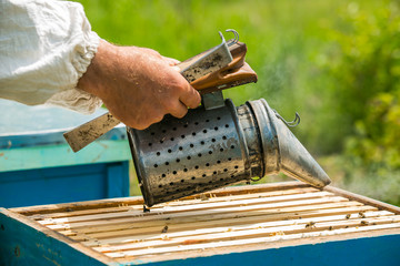 The beekeeper makes smoke under the hive. Frame with bees. Beekeeper fumigated bee smoker. Apiculture