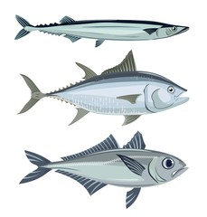 fish. seafood. set of three vector objects on white