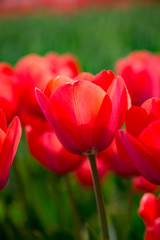 Beautiful red tulips in nature