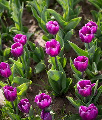 Beautiful purple tulips in nature