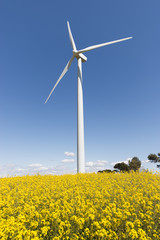 Wind Turbines and Flower Fields on a Sunny Day
