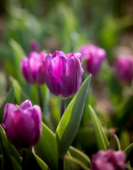 Beautiful purple tulips in nature