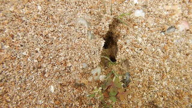 Ameisen beim bauen eines Nestes