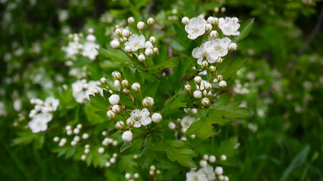 Close up blossom of flowers of hawthorn swaying and out of focus green background. White flowers of cratagus mongyna, Crataegus monogyna.