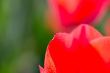 Beautiful red tulips in nature