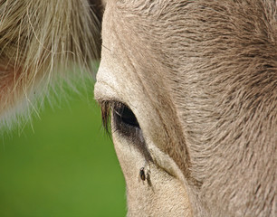 Closeup of a cow with teardrop and fly