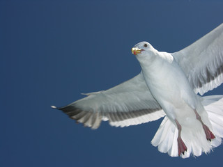 close up of california seagull in flight