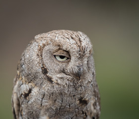 Eurasian scops owl (Otus scops) with big eyes  portrait..