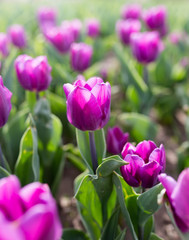 Beautiful purple tulips in nature